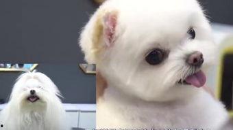 小狗波图,治愈心灵的温暖小天使