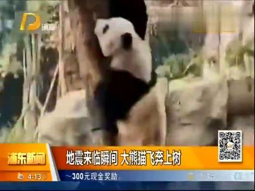 让熊猫飞,探寻神秘国宝的奇幻之旅